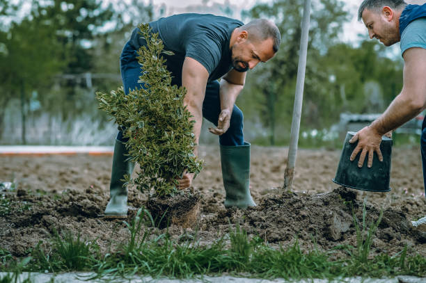 How Our Tree Care Process Works  in  Savage, MN